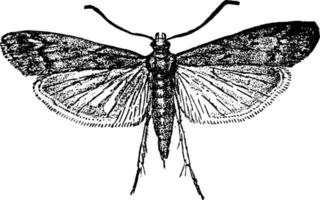 meel mot of ephestia kuhniella, wijnoogst illustratie. vector