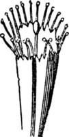 linnaeus' polyadelphia wijnoogst illustratie. vector