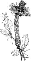 Barnadesia rosea wijnoogst illustratie. vector