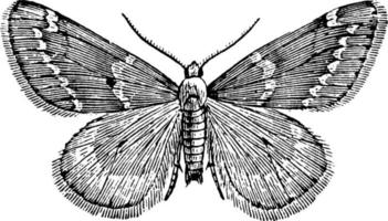 wit gevlekte kankerworm mot, wijnoogst illustratie. vector