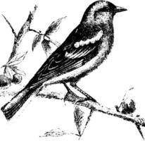 vink of vink, wijnoogst illustratie. vector