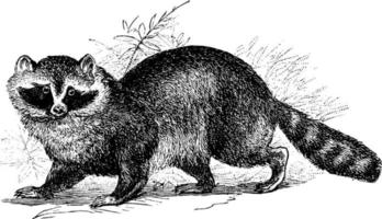 wasbeer, wijnoogst illustratie. vector
