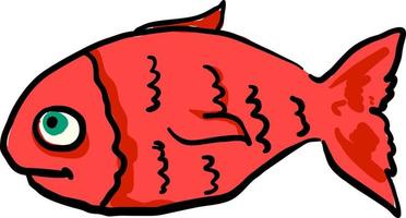 rood vis, illustratie, vector Aan wit achtergrond.