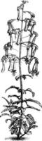 phygelius capensis wijnoogst illustratie. vector