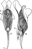 afbeelding, staan voor, verschillend, secties, pad, vlas, bloem, linaria, vulgaris wijnoogst illustratie. vector