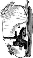 codling mot of carpocapsa pomonella, wijnoogst illustratie. vector
