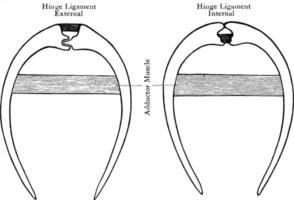 clam schelp banden, wijnoogst illustratie. vector