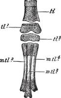 rots duif embryo voet, wijnoogst illustratie vector