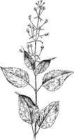 helmkruid, scrophularia, marilandica, helmkruid, scrophulariaceae, bloeiend, plant, noorden, Amerika wijnoogst illustratie. vector