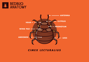 Gratis Bed Bug Vector