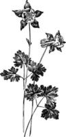 aquilegia alpina wijnoogst illustratie. vector