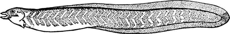 chilobranchus, wijnoogst illustratie. vector