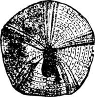fossiel echinidea of pygaster semisulcatus, wijnoogst illustratie. vector