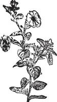 petunia wijnoogst illustratie. vector