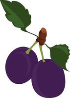 Purper pruimen, illustratie, vector Aan wit achtergrond