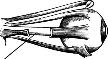 spieren van de ogen, wijnoogst illustratie. vector