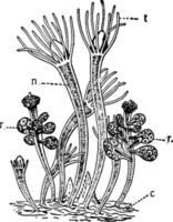 hydractina echinata, wijnoogst illustratie. vector