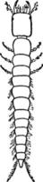 kever larve, wijnoogst illustratie. vector