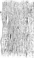 vezelig zakdoek van hoornvlies, wijnoogst illustratie vector