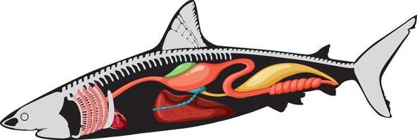 intern anatomie van haai vector