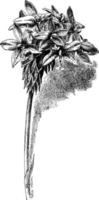 spathoglottis vieillardii wijnoogst illustratie. vector