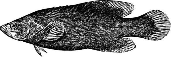 zeepvis, wijnoogst illustratie. vector