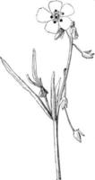 bloeiend Afdeling van helianthemum guttatum wijnoogst illustratie. vector