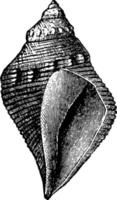 pyrifusus buikpotige, wijnoogst illustratie. vector