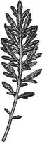centaurea gymnocarpa wijnoogst illustratie. vector