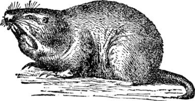 gopher of geomyidae, wijnoogst illustratie. vector