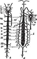 arterieel systeem, wijnoogst illustratie. vector