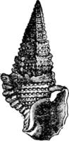 schelp fossiel, wijnoogst illustratie. vector