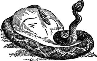 ratelslang, crotalus of sistrurus, wijnoogst illustratie. vector