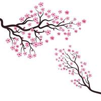 boom sakura bloem illustratie vector