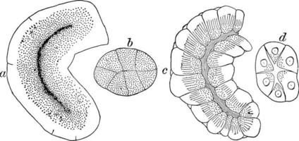 sereus klieren van een konijn, wijnoogst illustratie vector