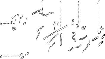 types van micro-organismen, wijnoogst illustratie. vector