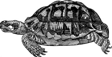 schildpad testudinidae, wijnoogst illustratie. vector