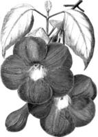 Afdeling en bloemen van Bignonia magnifica wijnoogst illustratie. vector