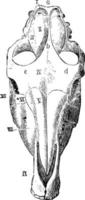 paard schedel gezien van bovenstaand wijnoogst illustratie. vector