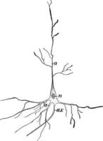 zenuw cel, wijnoogst illustratie. vector