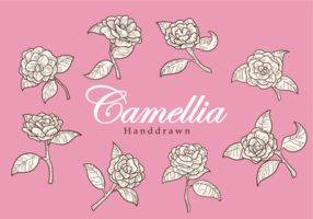 Gratis Hand Drawn Camellia Flower Vectoren