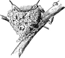kolibrie nest, wijnoogst illustratie. vector