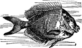 chirurg vis of acanthurus, wijnoogst illustratie. vector