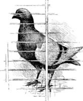 duif duif of columbidae, wijnoogst illustratie vector