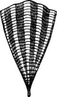 cleodora pymidata, wijnoogst illustratie. vector