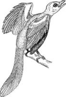 archaeopteryx, urvagel, primitief vogel, wijnoogst illustratie. vector