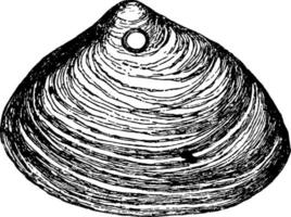 clam schelp, wijnoogst illustratie. vector