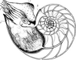 nautilus, wijnoogst illustratie. vector