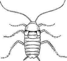 vrouw kakkerlak, periplaneta oriëntaals, wijnoogst illustratie. vector
