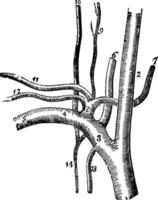de subclavia slagader, wijnoogst illustratie. vector